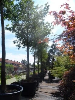 Zomereik (Quercus Robur) -Aanbiedingen Groene Hekken Winkel quercus robur 35 40ho c750 1 1