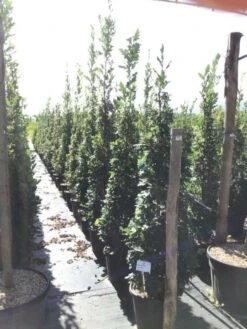 Zomereik Als Zuilboom (Quercus Robur 'Fastigiata') -Aanbiedingen Groene Hekken Winkel quercus robur fastigiata 175 200 c30