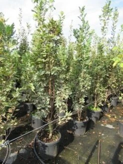 Zomereik Als Zuilboom (Quercus Robur 'Fastigiata') -Aanbiedingen Groene Hekken Winkel quercus robur fastigiata koster 200 250