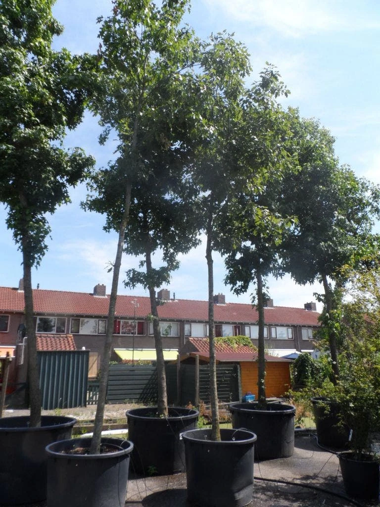 Amerikaanse Eik (Quercus Rubra) 3 Amerikaanse Eik (Quercus Rubra)