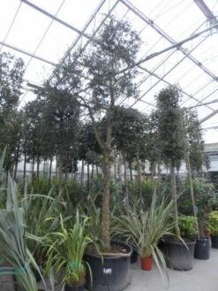 Kurkeik (Quercus Suber) -Aanbiedingen Groene Hekken Winkel quercus suber