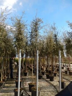 Kurkeik (Quercus Suber) -Aanbiedingen Groene Hekken Winkel quercus suber 10 12 4 1