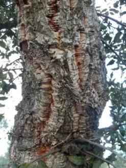 Kurkeik (Quercus Suber) -Aanbiedingen Groene Hekken Winkel quercus suber 2 2