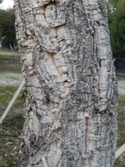 Kurkeik (Quercus Suber) -Aanbiedingen Groene Hekken Winkel quercus suber 3 2