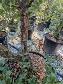 Kurkeik Meerstammig (Quercus Suber) -Aanbiedingen Groene Hekken Winkel quercus suber meerstammig 1 1