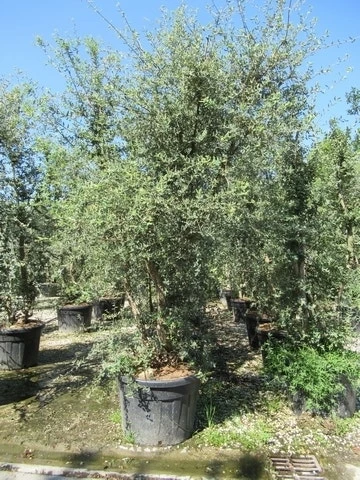 Kurkeik Meerstammig (Quercus Suber) 3 Kurkeik Meerstammig (Quercus Suber)