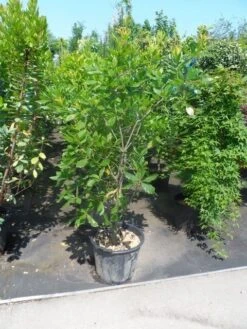 Oostenrijkse Eik (Quercus Turneri 'Pseudoturneri') -Aanbiedingen Groene Hekken Winkel quercus turneri pseudoturneri 125 150 175 c35