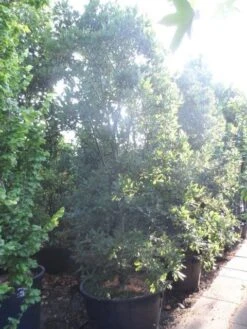 Oostenrijkse Eik (Quercus Turneri 'Pseudoturneri') -Aanbiedingen Groene Hekken Winkel quercus turneri pseudoturneri 250 300 350 c240