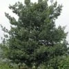 Steeneik Als Boom (Quercus Ilex) -Aanbiedingen Groene Hekken Winkel quercusilex steeneikv01