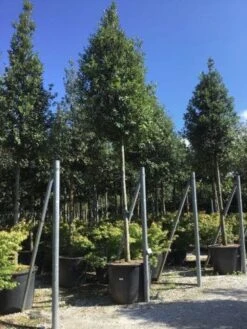Steeneik Als Boom (Quercus Ilex) -Aanbiedingen Groene Hekken Winkel quercusilexv01 2