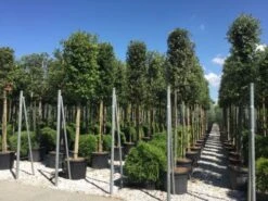 Steeneik Als Boom (Quercus Ilex) -Aanbiedingen Groene Hekken Winkel quercusilexv04 1