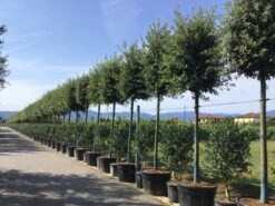 Steeneik Als Boom (Quercus Ilex) -Aanbiedingen Groene Hekken Winkel quercusilexv05 2