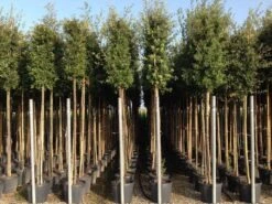 Steeneik Als Boom (Quercus Ilex) -Aanbiedingen Groene Hekken Winkel quercusilexv11