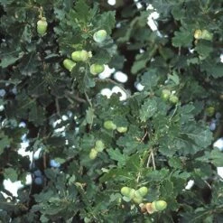 Zomereik, Bosplantsoen (Quercus Robur) -Aanbiedingen Groene Hekken Winkel qurobur 5 1