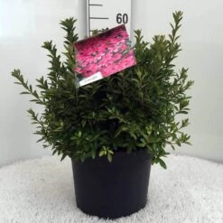 Japanse Azalea (Rhododendron 'Madame Van Hecke') -Aanbiedingen Groene Hekken Winkel r. aj mme van hecke c10