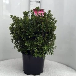 Japanse Azalea (Rhododendron 'Madame Van Hecke') -Aanbiedingen Groene Hekken Winkel r. aj mme van hecke c15