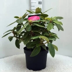 Rhododendron (Rhododendron 'Germania') 35 Rhododendron (Rhododendron 'Germania') -Aanbiedingen Groene Hekken Winkel r. germania c10 50 cm 1