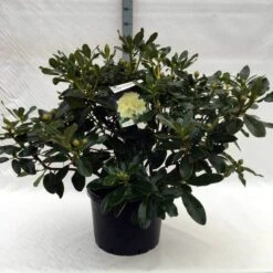 Rhododendron (Rhododendron 'Horizon Monarch') -Aanbiedingen Groene Hekken Winkel r. horizon monarch c40