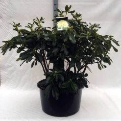 Rhododendron (Rhododendron 'Horizon Monarch') -Aanbiedingen Groene Hekken Winkel r. horizon monarch c80