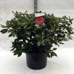 Rhododendron (Rhododendron 'Lord Roberts') -Aanbiedingen Groene Hekken Winkel r. lord roberts c40
