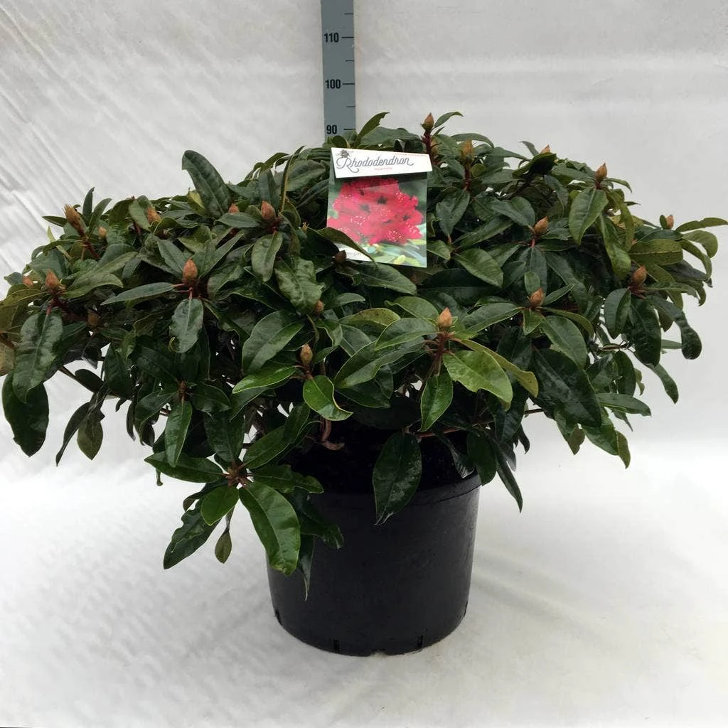 Rhododendron (Rhododendron 'Marie Forte') 11 Rhododendron (Rhododendron 'Marie Forte') - Afbeelding 9