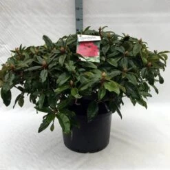 Rhododendron (Rhododendron 'Marie Forte') -Aanbiedingen Groene Hekken Winkel r. marie forte c40