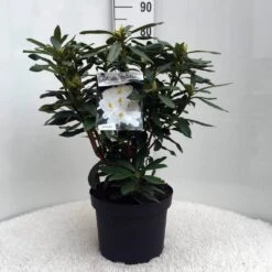 Rhododendron (Rhododendron 'Madame Masson') -Aanbiedingen Groene Hekken Winkel r. mme masson c10 50 cm 1