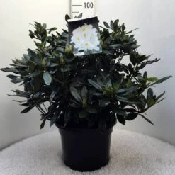 Rhododendron (Rhododendron 'Madame Masson') -Aanbiedingen Groene Hekken Winkel r. mme masson c20 1