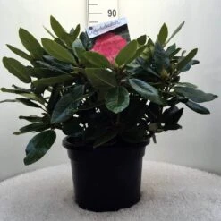 Rhododendron (Rhododendron 'American Beauty') -Aanbiedingen Groene Hekken Winkel r. p.a. beauty c20