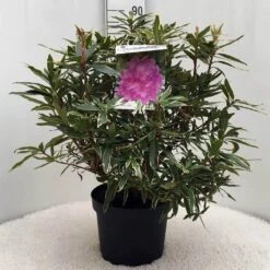 Bosrhododendron (Rhododendron Ponticum 'Variegatum') -Aanbiedingen Groene Hekken Winkel r. pont. variegatum c10 50 cm 1