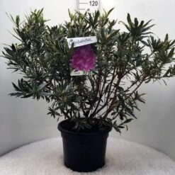 Bosrhododendron (Rhododendron Ponticum 'Variegatum') -Aanbiedingen Groene Hekken Winkel r. pont. variegatum c20 1