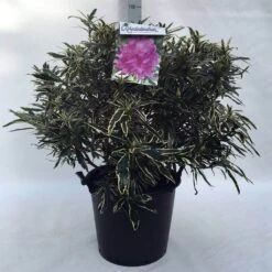 Bosrhododendron (Rhododendron Ponticum 'Variegatum') -Aanbiedingen Groene Hekken Winkel r. pont. variegatum c30 1