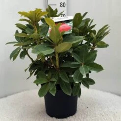 Rhododendron (Rhododendron 'Red Jack') -Aanbiedingen Groene Hekken Winkel r. red jack c10 50 cm