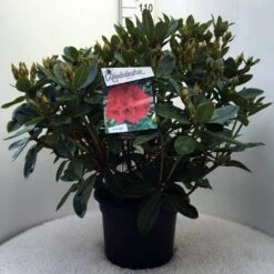 Rhododendron (Rhododendron 'Red Jack') -Aanbiedingen Groene Hekken Winkel r. red jack c20