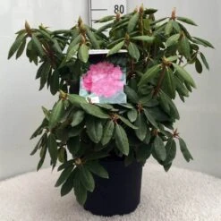 Rhododendron (Rhododendron 'Roseum Elegans') 25 Rhododendron (Rhododendron 'Roseum Elegans') -Aanbiedingen Groene Hekken Winkel r. roseum elegans c10 50 cm 1