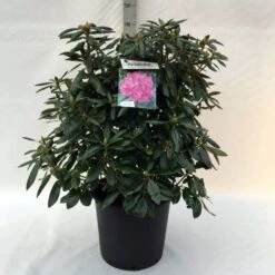 Rhododendron (Rhododendron 'Roseum Elegans') -Aanbiedingen Groene Hekken Winkel r. roseum elegans c30