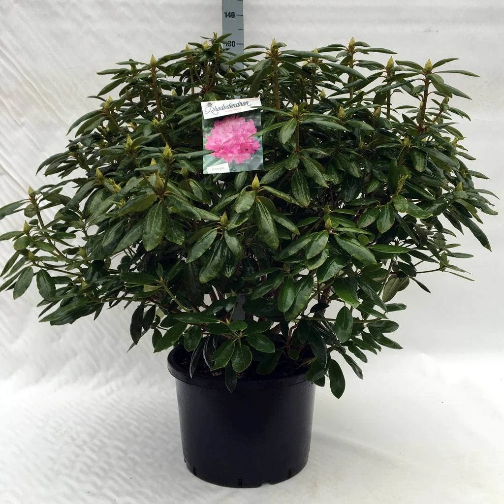 Rhododendron (Rhododendron 'Roseum Elegans') 16 Rhododendron (Rhododendron 'Roseum Elegans') - Afbeelding 14