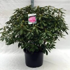 Rhododendron (Rhododendron 'Roseum Elegans') -Aanbiedingen Groene Hekken Winkel r. roseum elegans c40