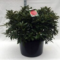 Rhododendron (Rhododendron 'Wilgen's Ruby') -Aanbiedingen Groene Hekken Winkel r. wilgens ruby c80 2