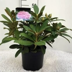 Rhododendron (Rhododendron 'Doc') -Aanbiedingen Groene Hekken Winkel r. y doc c5
