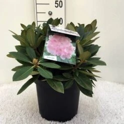 Dwergrhododendron (Rhododendron 'Dreamland') 23 Dwergrhododendron (Rhododendron 'Dreamland') -Aanbiedingen Groene Hekken Winkel r. y dreamland c5 1