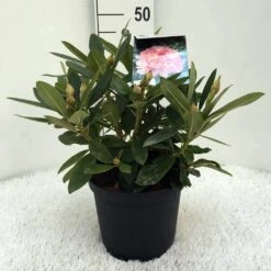 Rhododendron (Rhododendron 'Percy Wiseman') -Aanbiedingen Groene Hekken Winkel r. y percy wiseman c5