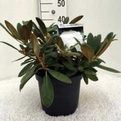 Dwergrhododendron (Rhododendron 'Porzellan') -Aanbiedingen Groene Hekken Winkel r. y porzelan c5