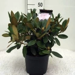 Dwergrhododendron (Rhododendron 'Silberwolke') -Aanbiedingen Groene Hekken Winkel r. y silberwolke c5