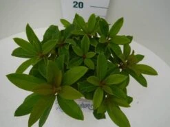 Rhododendron (Rhododendron 'Red Jack') -Aanbiedingen Groene Hekken Winkel red jack c2 boven