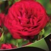Stamroos (Rosa 'Red Meilove') 1 Stamroos (Rosa 'Red Meilove') -Aanbiedingen Groene Hekken Winkel red meilove v
