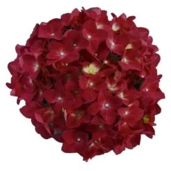 Hortensia Red Reggae (Hydrangea 'Music Collection') -Aanbiedingen Groene Hekken Winkel red reggae 2 1