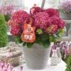 Hortensia Red Reggae (Hydrangea 'Music Collection') -Aanbiedingen Groene Hekken Winkel red reggea 2
