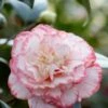 Camelia (Camellia Japonica 'Margaret Davis') -Aanbiedingen Groene Hekken Winkel rera03446 1