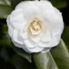 Camelia (Camellia Japonica 'Purity') -Aanbiedingen Groene Hekken Winkel rera03507 2